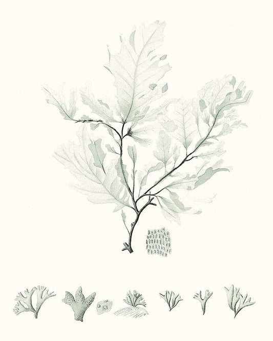 Image Only