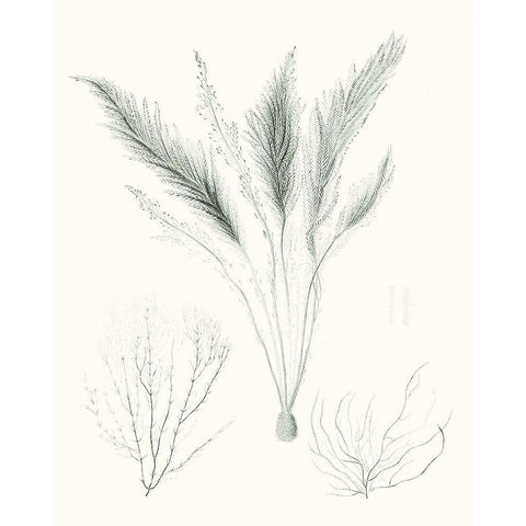 Sage Green Seaweed VIII White Modern Wood Framed Art Print by Vision Studio