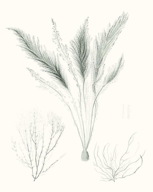 Image Only