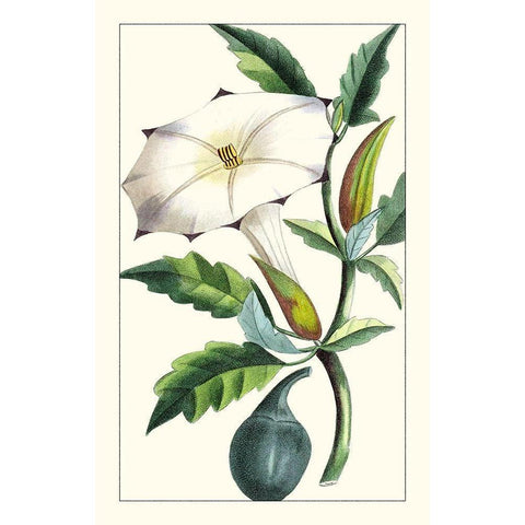 Turpin Exotic Botanical I White Modern Wood Framed Art Print by Turpin