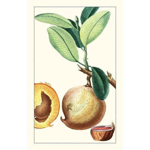 Turpin Exotic Botanical II White Modern Wood Framed Art Print by Turpin