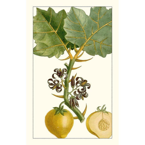 Turpin Exotic Botanical IV White Modern Wood Framed Art Print by Turpin