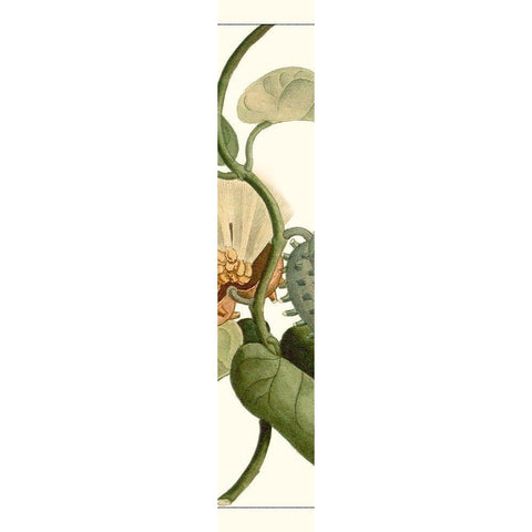 Turpin Exotic Botanical V White Modern Wood Framed Art Print by Turpin