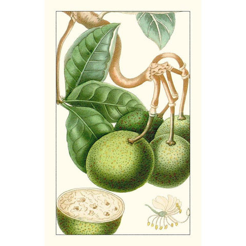 Turpin Exotic Botanical VI White Modern Wood Framed Art Print by Turpin