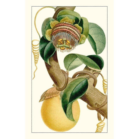 Turpin Exotic Botanical VII White Modern Wood Framed Art Print by Turpin