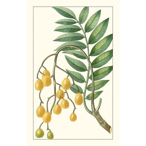 Turpin Exotic Botanical IX Gold Ornate Wood Framed Art Print with Double Matting by Turpin