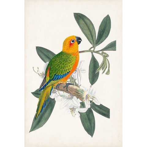 UA Tropical Bird and Flower I Gold Ornate Wood Framed Art Print with Double Matting by Vision Studio