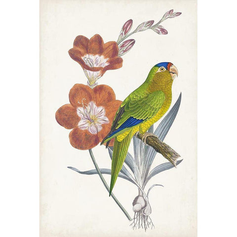 Tropical Bird and Flower III Gold Ornate Wood Framed Art Print with Double Matting by Vision Studio