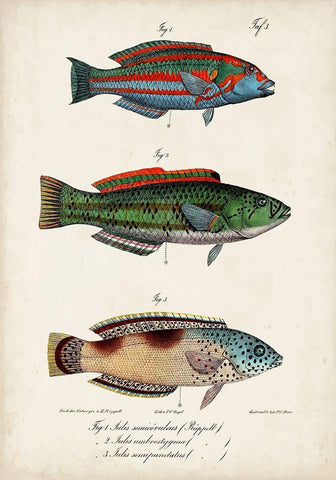 Antique Fish Trio I Black Ornate Wood Framed Art Print with Double Matting by Vision Studio