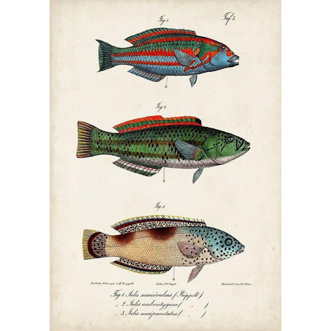 Antique Fish Trio I Black Modern Wood Framed Art Print with Double Matting by Vision Studio