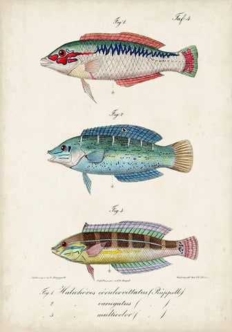 Antique Fish Trio II Black Ornate Wood Framed Art Print with Double Matting by Vision Studio