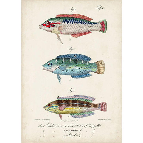 Antique Fish Trio II Gold Ornate Wood Framed Art Print with Double Matting by Vision Studio