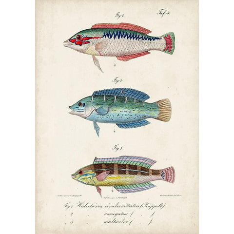 Antique Fish Trio II Black Modern Wood Framed Art Print with Double Matting by Vision Studio
