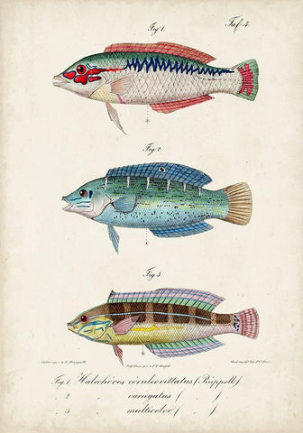 Antique Fish Trio II White Modern Wood Framed Art Print with Double Matting by Vision Studio