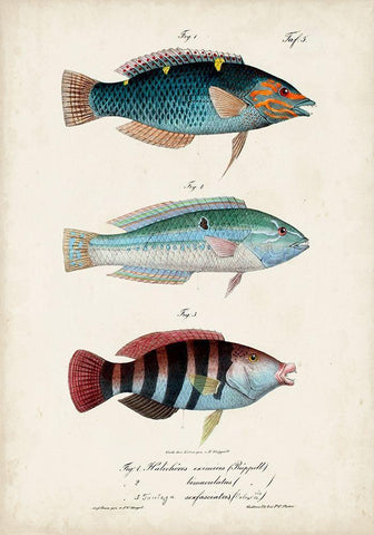 Antique Fish Trio III White Modern Wood Framed Art Print with Double Matting by Vision Studio