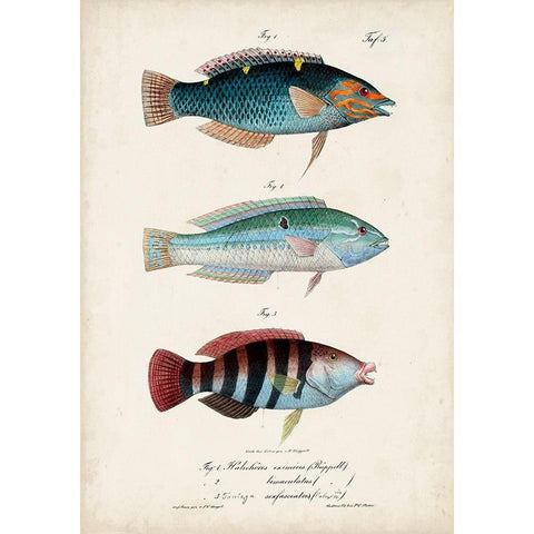 Antique Fish Trio III Black Modern Wood Framed Art Print with Double Matting by Vision Studio