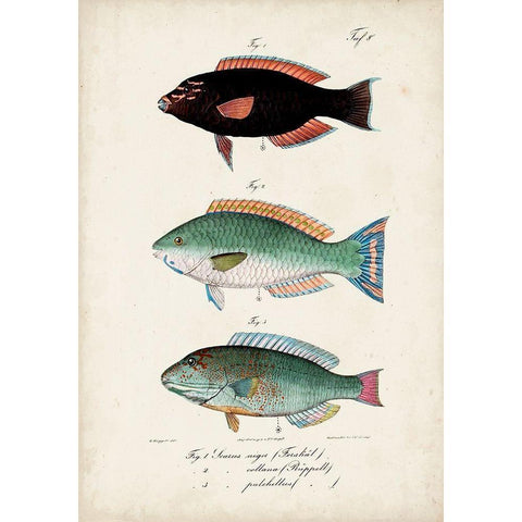 Antique Fish Trio IV Black Modern Wood Framed Art Print with Double Matting by Vision Studio