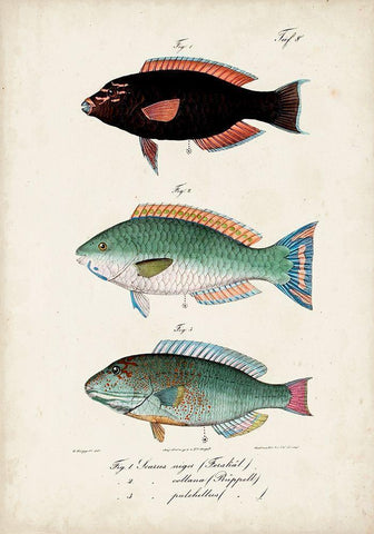 Antique Fish Trio IV White Modern Wood Framed Art Print with Double Matting by Vision Studio