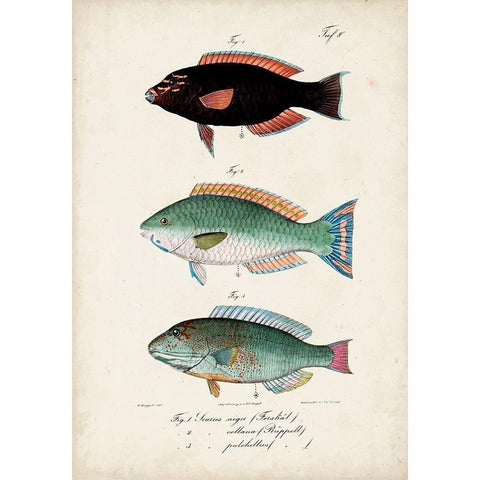 Antique Fish Trio IV Gold Ornate Wood Framed Art Print with Double Matting by Vision Studio