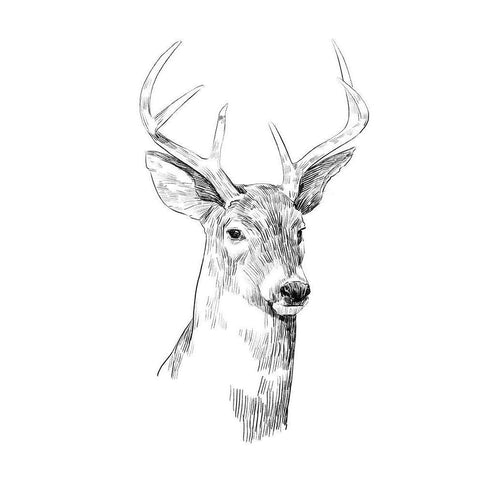 Young Buck Sketch I White Modern Wood Framed Art Print by Scarvey, Emma