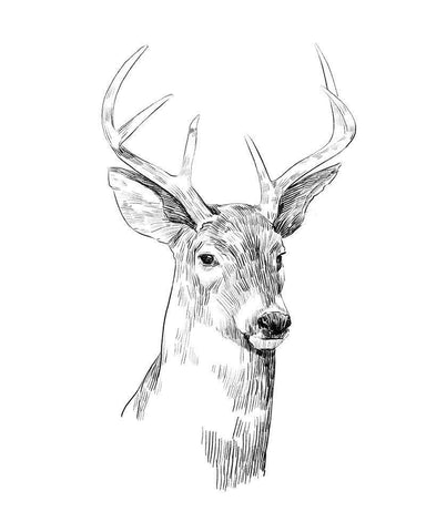 Young Buck Sketch I White Modern Wood Framed Art Print with Double Matting by Scarvey, Emma