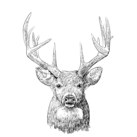 Young Buck Sketch II Gold Ornate Wood Framed Art Print with Double Matting by Scarvey, Emma