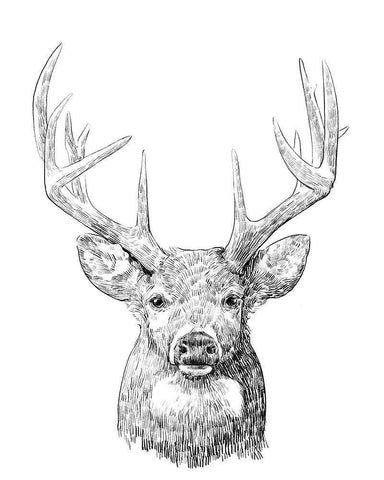 Young Buck Sketch II White Modern Wood Framed Art Print with Double Matting by Scarvey, Emma