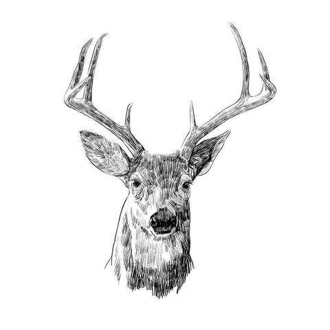 Young Buck Sketch III White Modern Wood Framed Art Print by Scarvey, Emma