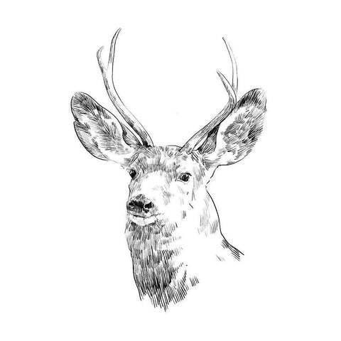 Young Buck Sketch IV Black Modern Wood Framed Art Print with Double Matting by Scarvey, Emma