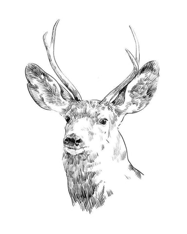 Young Buck Sketch IV White Modern Wood Framed Art Print with Double Matting by Scarvey, Emma