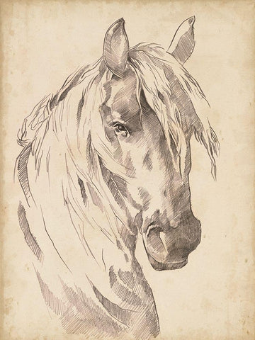 Horse Portrait Sketch I White Modern Wood Framed Art Print with Double Matting by Parker, Jennifer Paxton