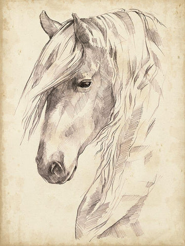 Horse Portrait Sketch II White Modern Wood Framed Art Print with Double Matting by Parker, Jennifer Paxton