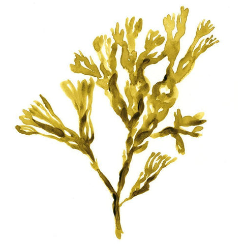 Suspended Seaweed II White Modern Wood Framed Art Print by Green, Jacob