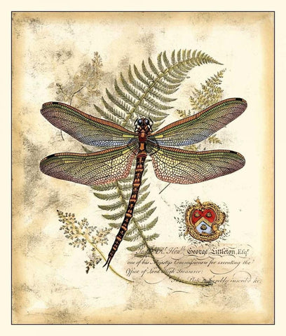 Regal Dragonfly I Black Ornate Wood Framed Art Print with Double Matting by Vision Studio