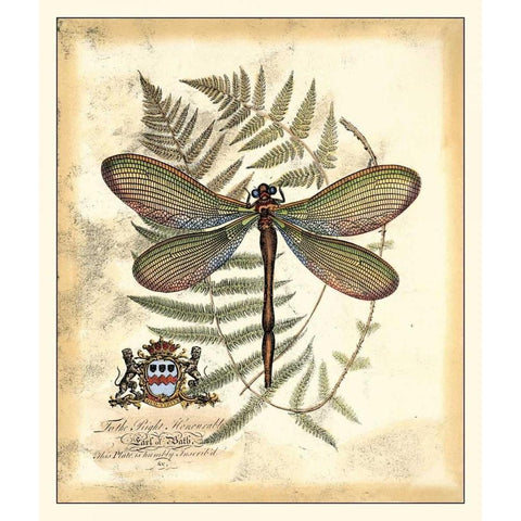 Regal Dragonfly II Gold Ornate Wood Framed Art Print with Double Matting by Vision Studio