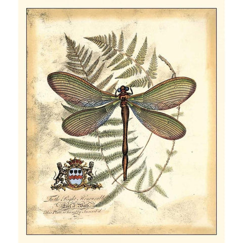 Regal Dragonfly II White Modern Wood Framed Art Print by Vision Studio