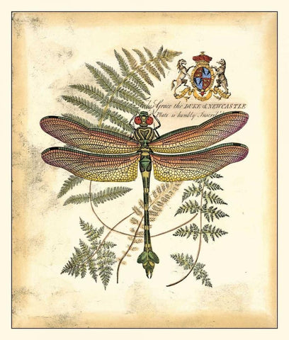 Regal Dragonfly III Black Ornate Wood Framed Art Print with Double Matting by Vision Studio