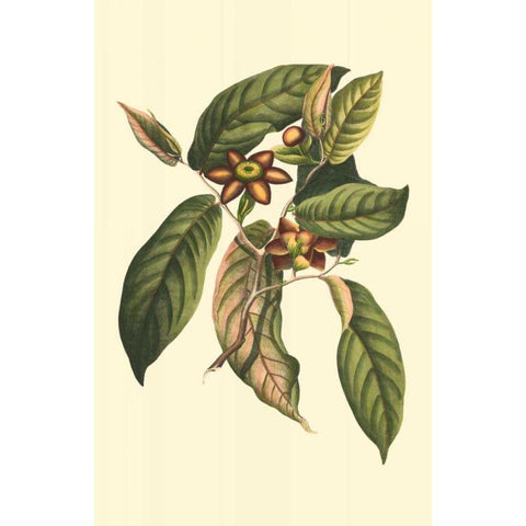 Flourishing Foliage IV Gold Ornate Wood Framed Art Print with Double Matting by Vision Studio