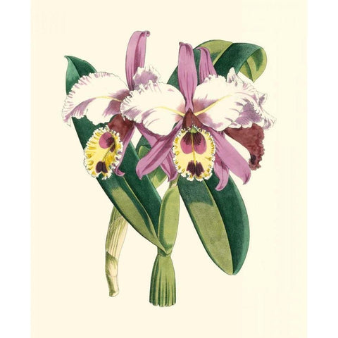 Magnificent Orchid I Black Modern Wood Framed Art Print with Double Matting by Vision Studio