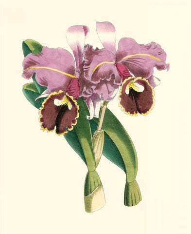 Magnificent Orchid II Black Ornate Wood Framed Art Print with Double Matting by Vision Studio