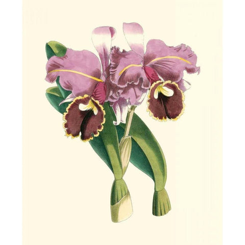 Magnificent Orchid II Black Modern Wood Framed Art Print with Double Matting by Vision Studio