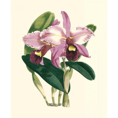 Magnificent Orchid III Gold Ornate Wood Framed Art Print with Double Matting by Vision Studio