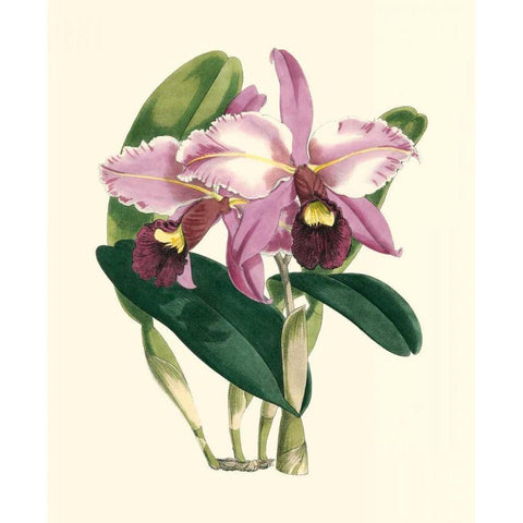 Magnificent Orchid III White Modern Wood Framed Art Print by Vision Studio