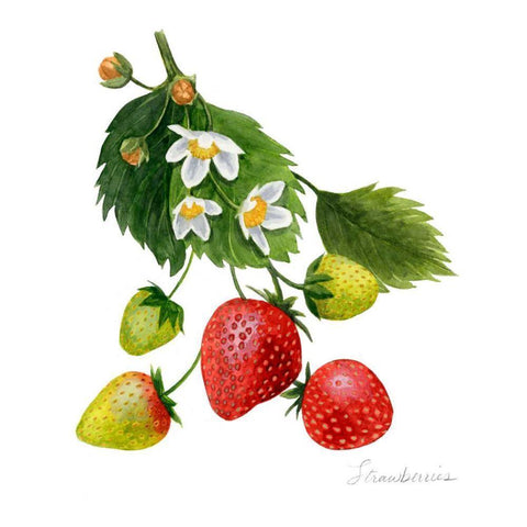 Strawberry Study I Black Ornate Wood Framed Art Print with Double Matting by Popp, Grace