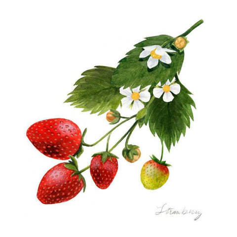 Strawberry Study II Black Modern Wood Framed Art Print with Double Matting by Popp, Grace