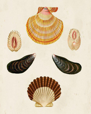 Knorr Shells I Black Ornate Wood Framed Art Print with Double Matting by Knorr, G.W.