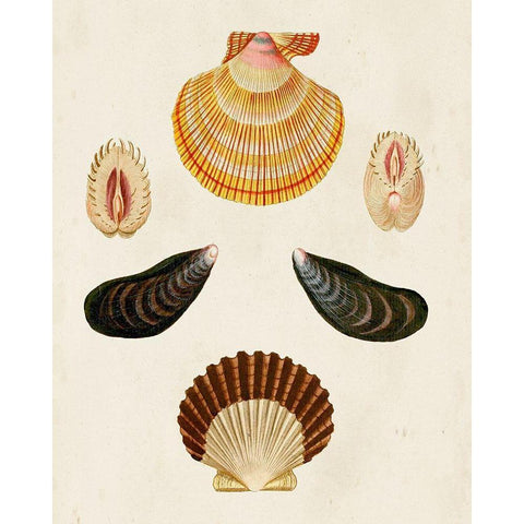 Knorr Shells I White Modern Wood Framed Art Print by Knorr, G.W.