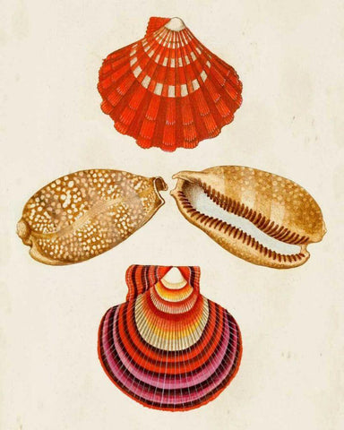 Knorr Shells II Black Ornate Wood Framed Art Print with Double Matting by Knorr, G.W.