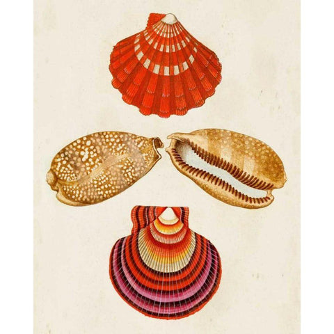Knorr Shells II Black Modern Wood Framed Art Print by Knorr, G.W.