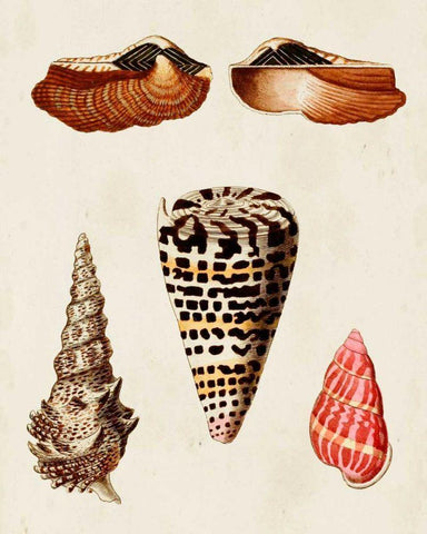 Knorr Shells III Black Ornate Wood Framed Art Print with Double Matting by Knorr, G.W.